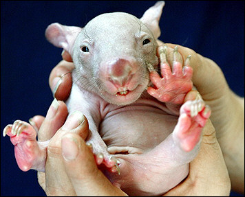 baby_wombat