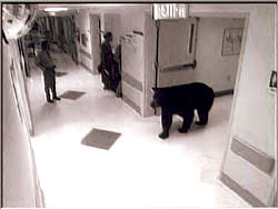 bearhospital2