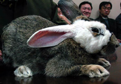 bunny_transplant1.jpg